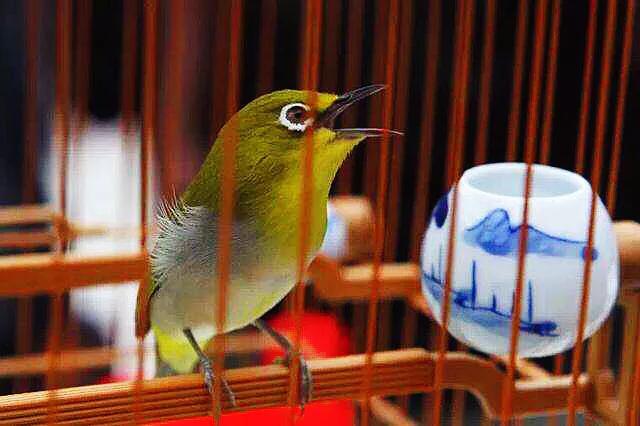 绣眼鸟叫声,绣眼鸟的视频欣赏