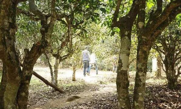老班章茶王树现状,云南老班章村茶王树介绍