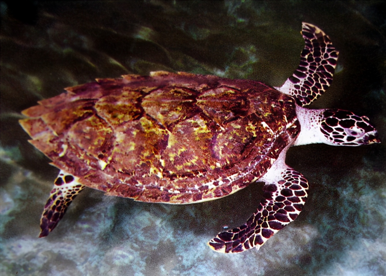 龟类大百科,大眼睛龟类