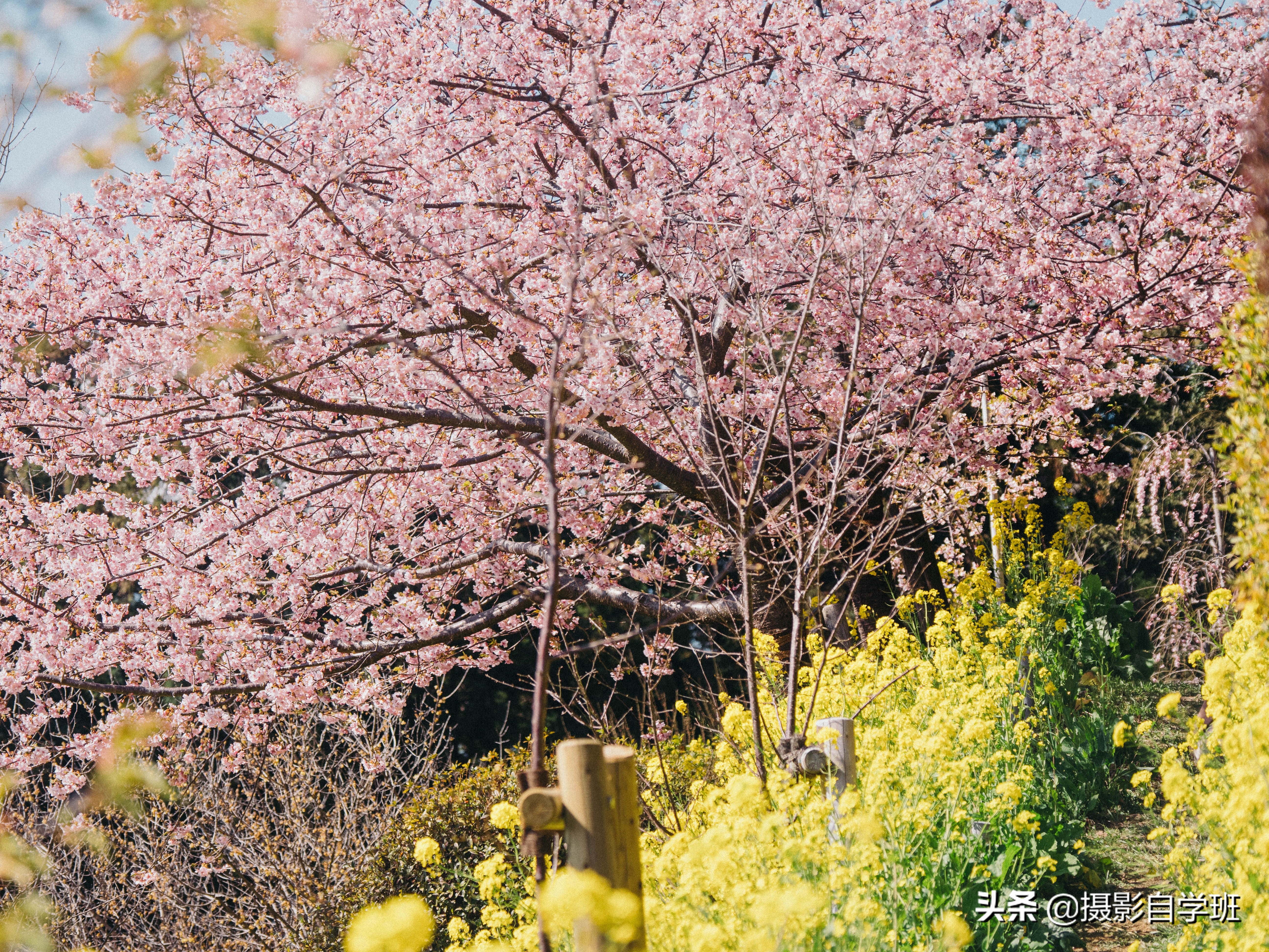 拍花朵的8个摄影技巧,拍花朵摄影技巧与方法图解