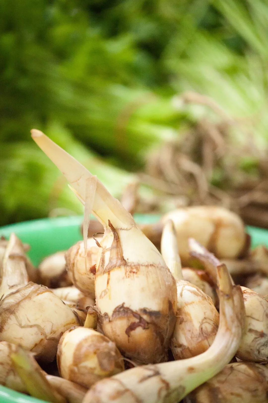 这“八仙”里,藏着最地道的江南味道