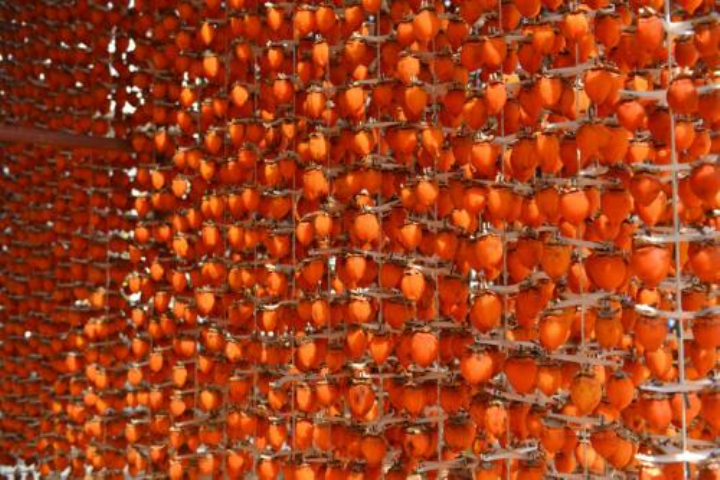 明珠蒙尘:曾是我国的“铁杆庄稼”浑身是宝,现在掉一地无人捡?