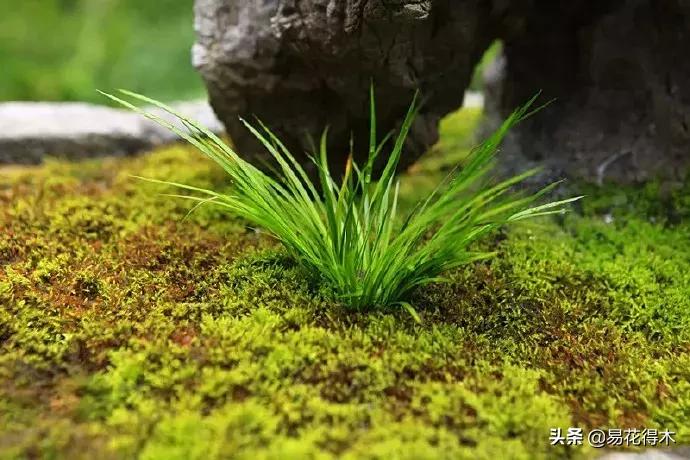 赞美菖蒲盆景的诗句,盆景诗词经典赏析