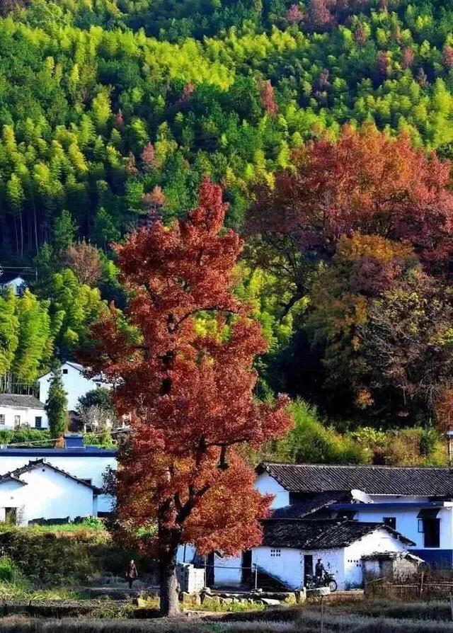 黄山秋景几月去最好,秋天几月份去黄山最好看的花海