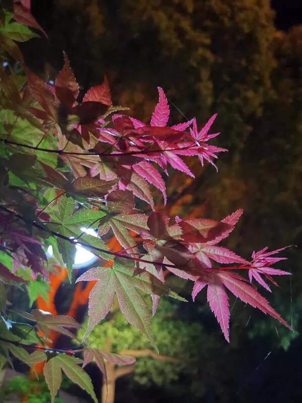 手拍世界,手拍世界作品专集