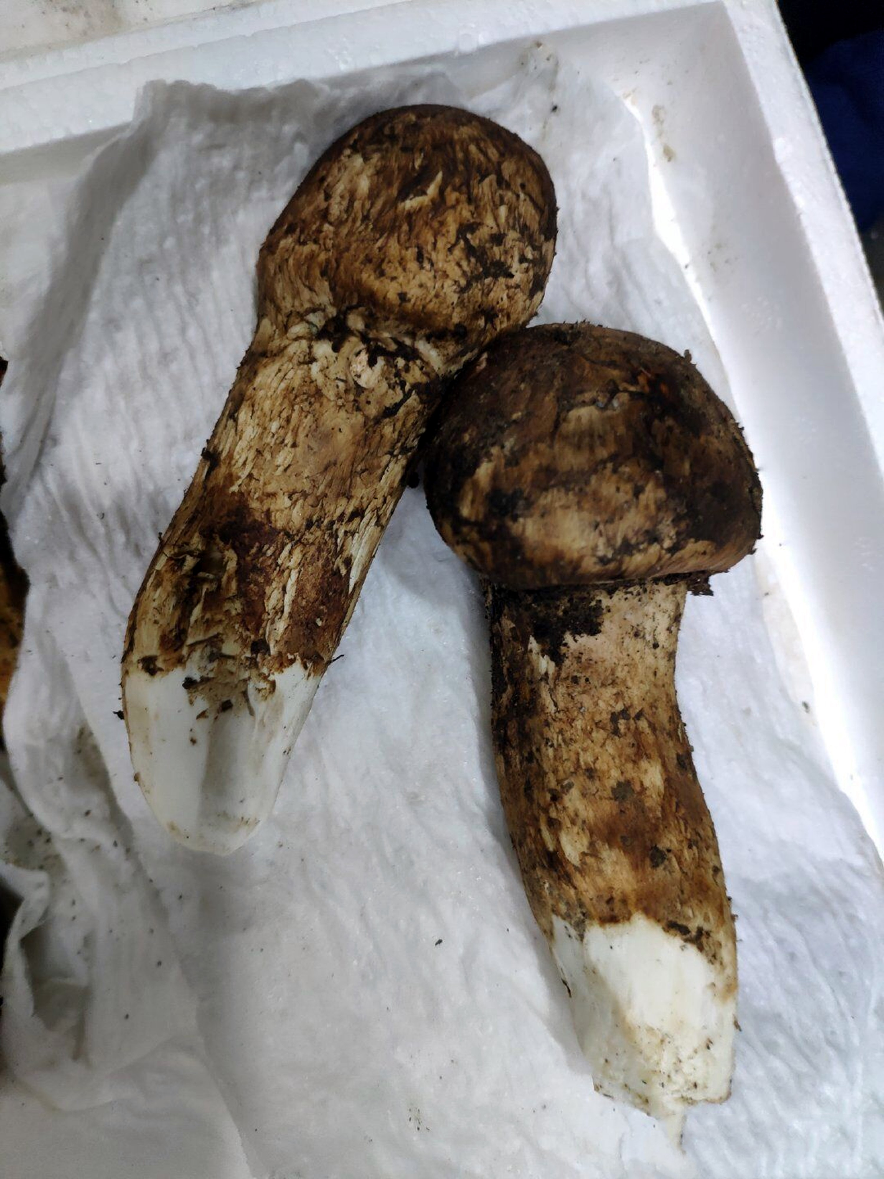 松茸个头,松茸15厘米越大越贵吗