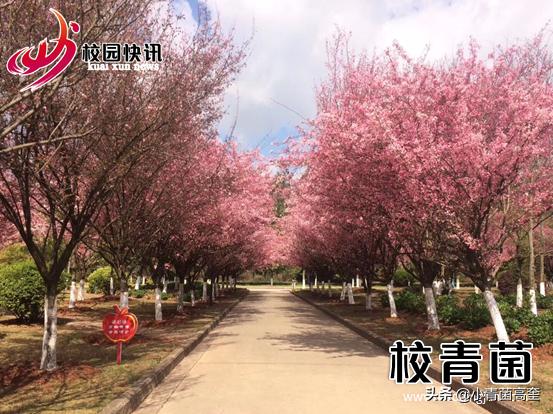 曲靖师范学院玉兰花,曲靖师范学院樱花正盛无人赏