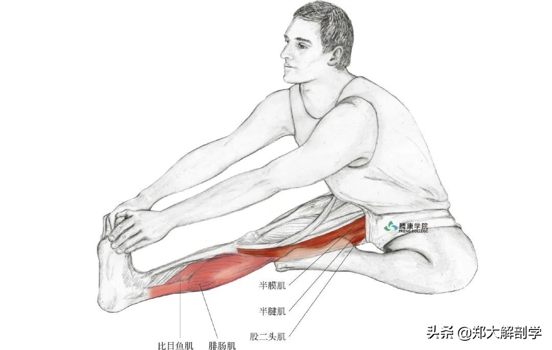 老年人蹲马步的正确方法,老年人膝盖疼蹲不下去怎么锻炼