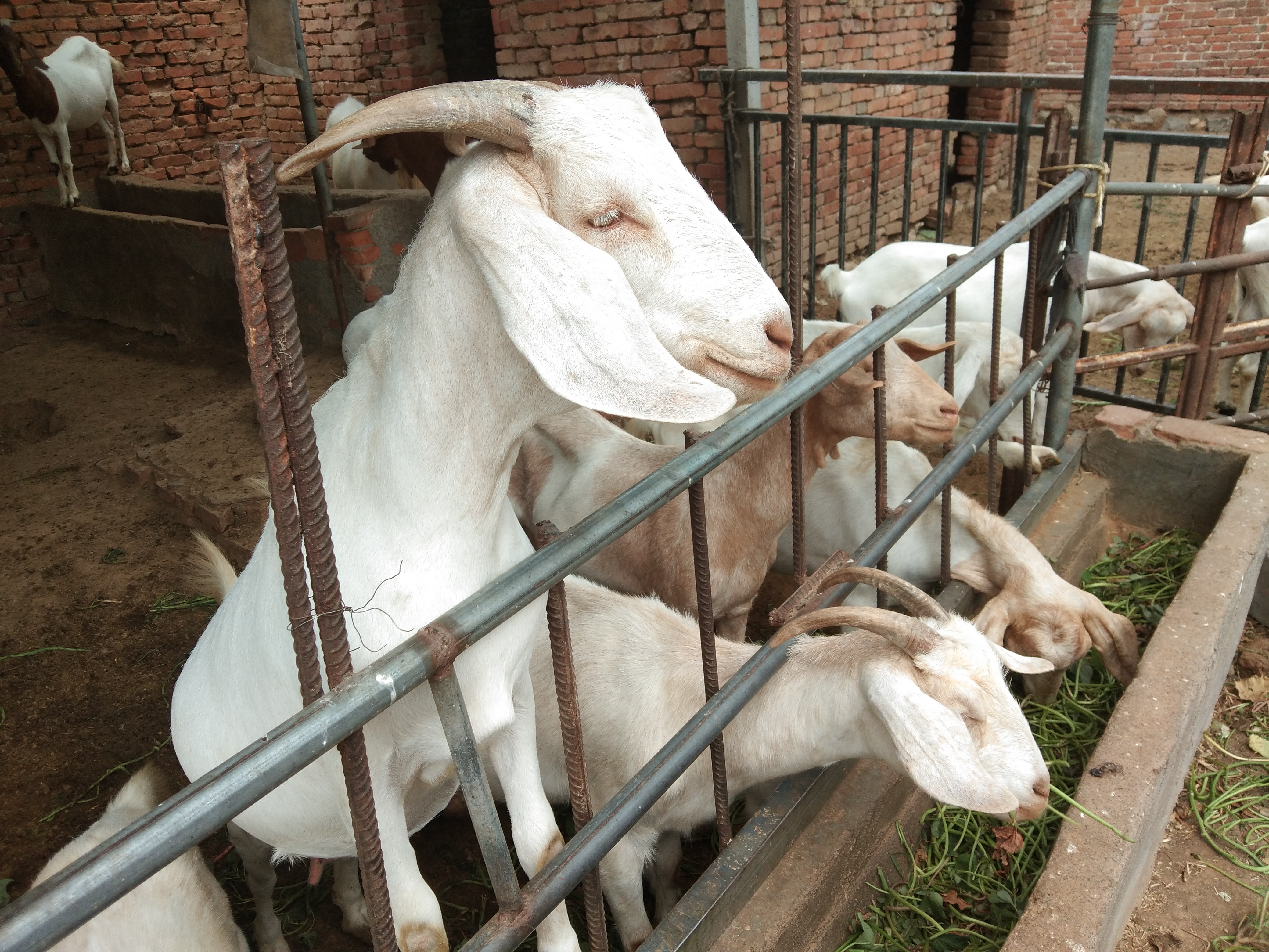 养羊技巧,养羊注意事项及预防方法