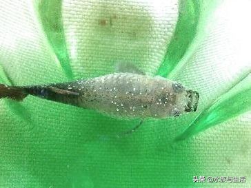 草缸里死鱼怎么处理,观赏鱼死鱼怎么处理最好