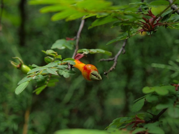 四姑娘山冬日旅行,2022年冬天四姑娘山游记