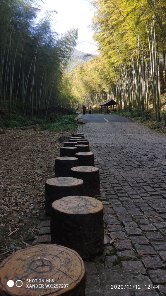 宜兴竹海十一月金色素材图片