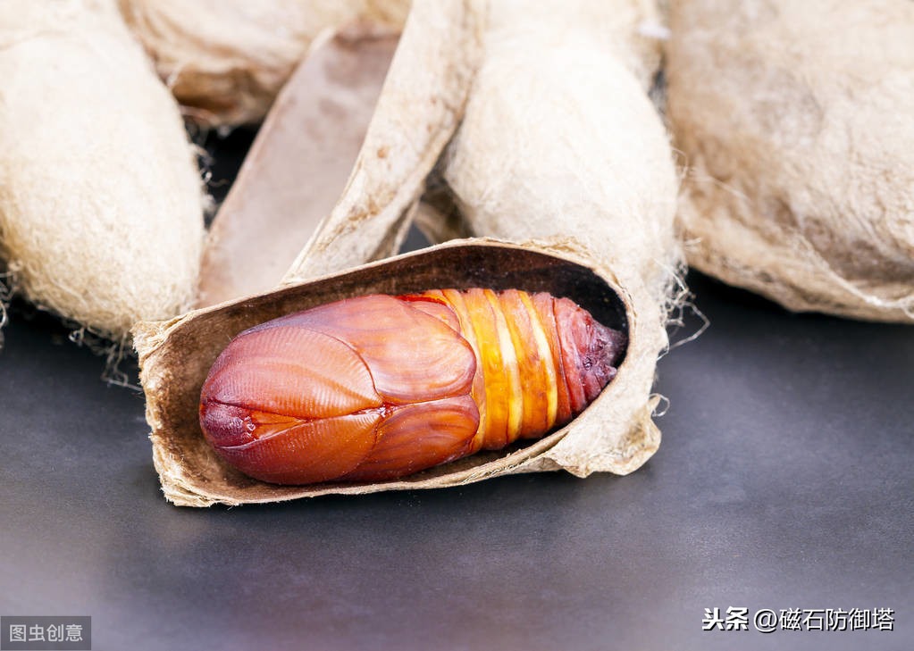 神奇的蚕宝宝的起源,神奇动物之布利多之谜