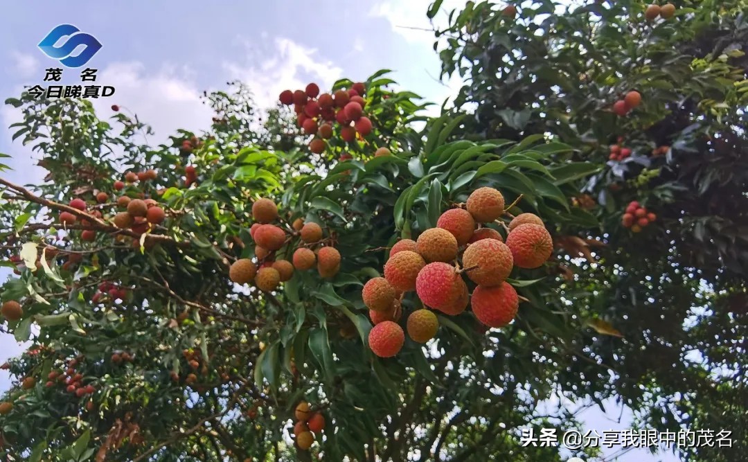 茂名荔枝大会,茂名市520荔枝产业大会