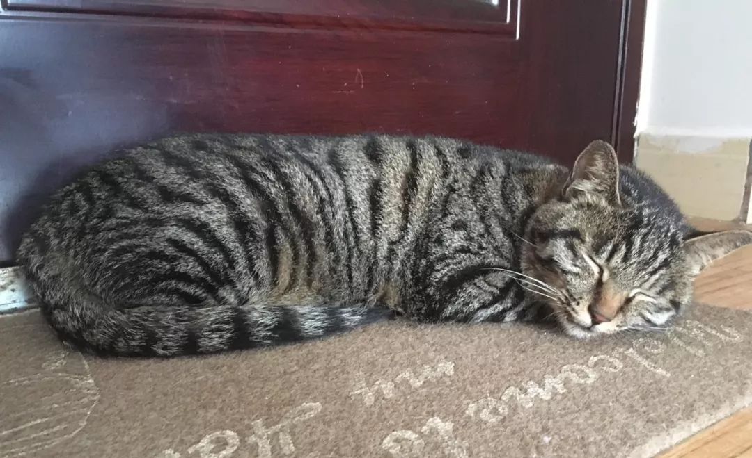 猫咪呕吐水样白色泡沫是什么原因,猫咪呕吐的原因及处理方法