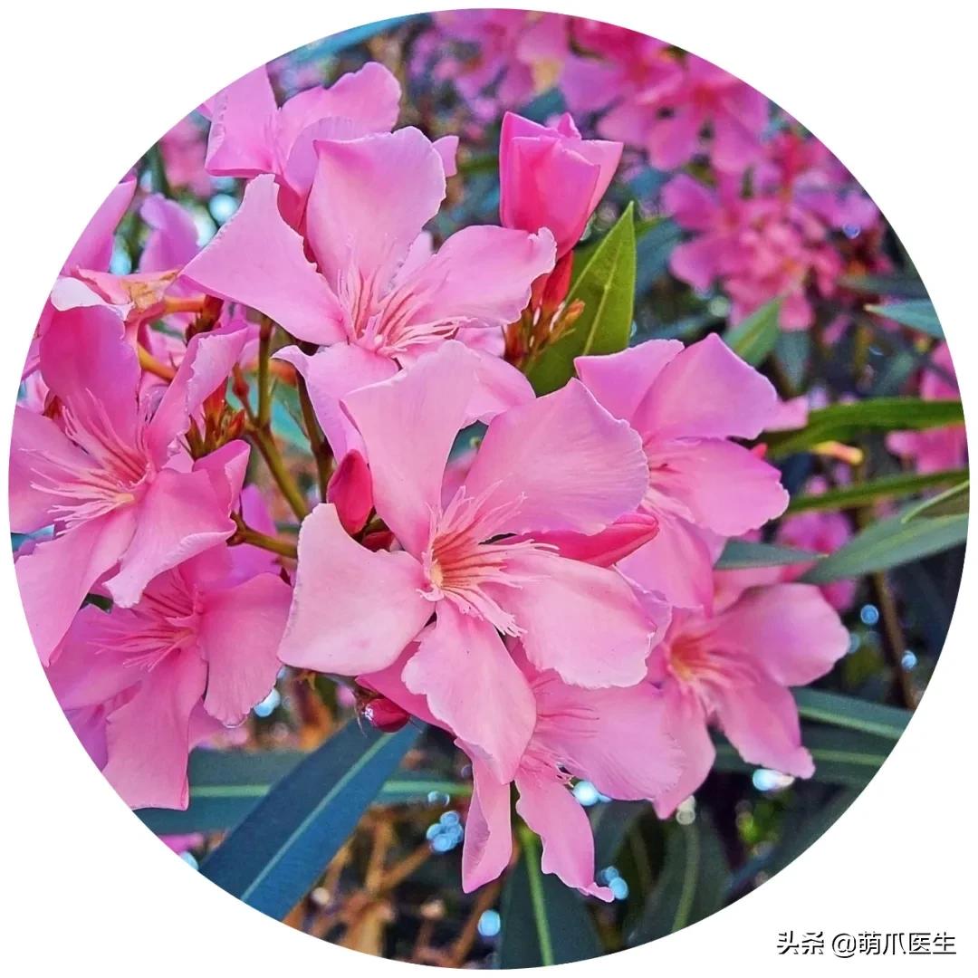 家有萌猫，千万别养这些花草！！