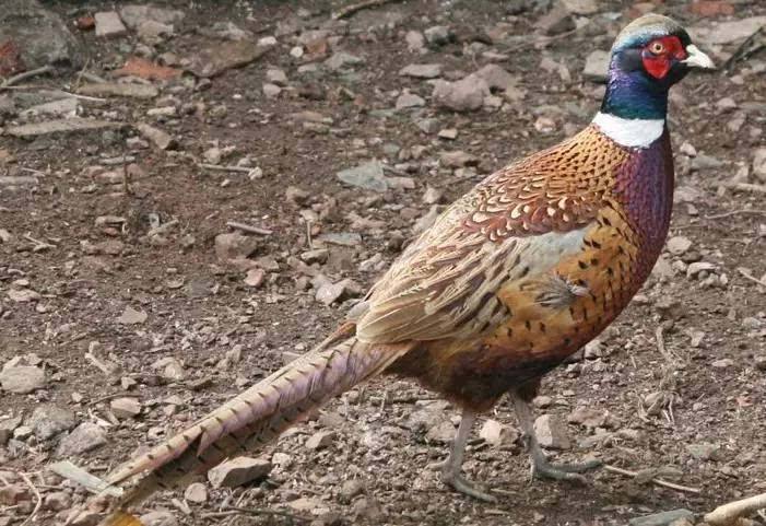 换换口味,去农村打野,跑不掉的野味你可以尝尝