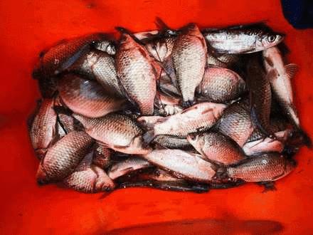 仁寿县黑龙滩年出鱼量,黑龙滩水库老窝子