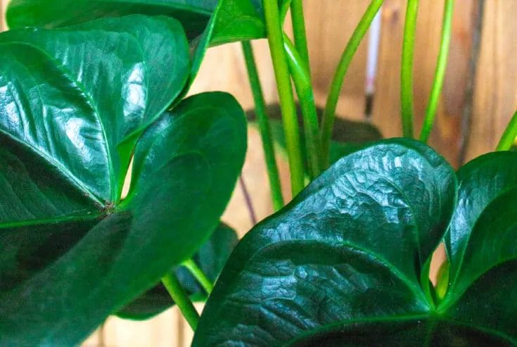 红掌开始黄叶怎样保护,红掌养久了不长