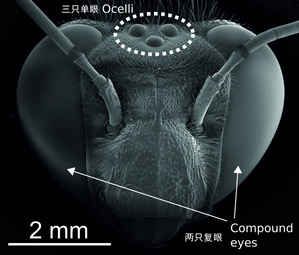 被蜜蜂蜇得乱跑,被蜜蜂蜇了怎么辨别有没有剧毒