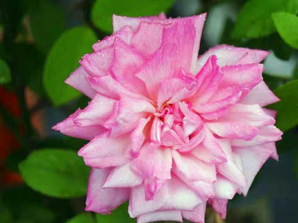 月季什么品种四季开花又香最好,四季开花的中国古老月季品种