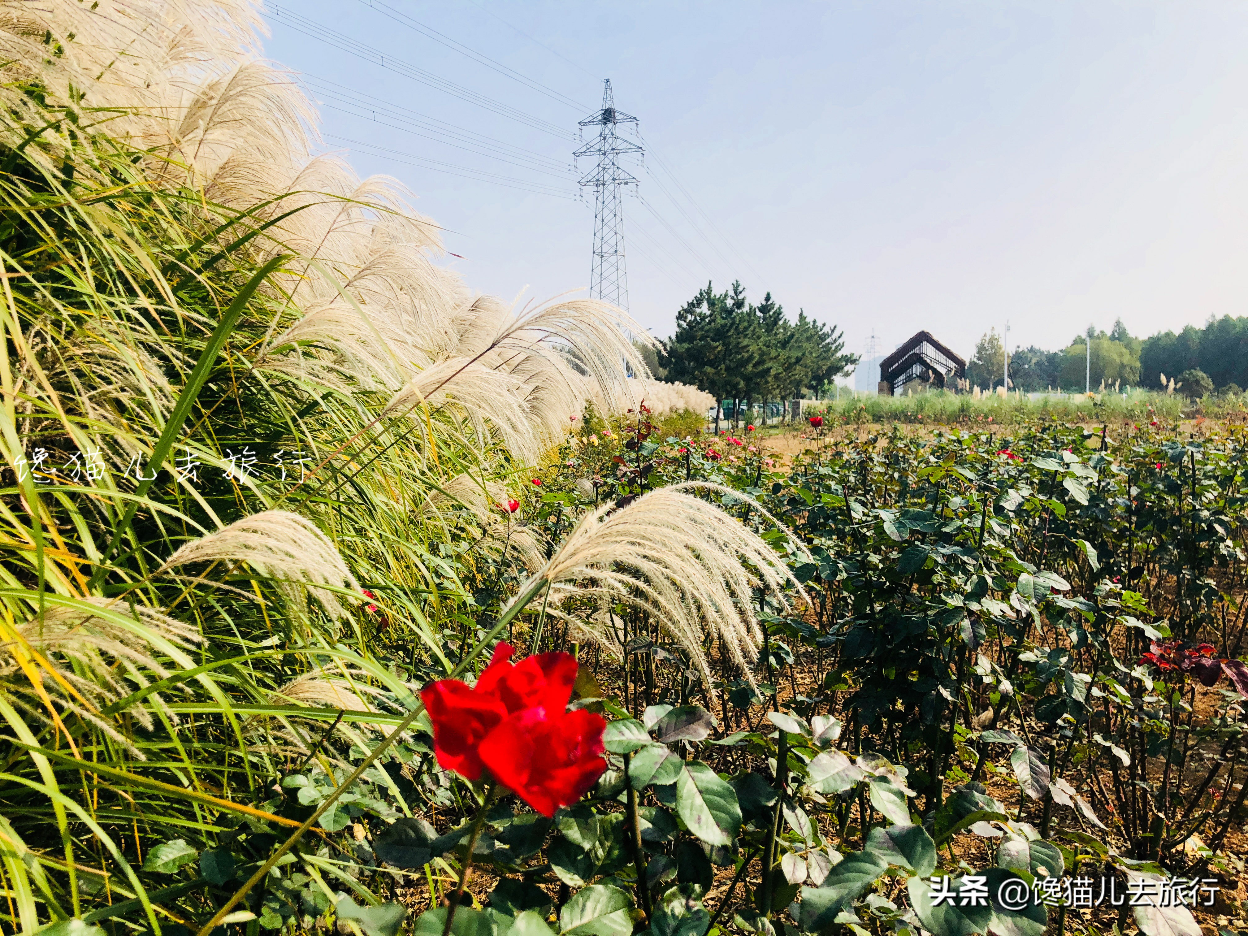 威海这种网红草,如何以一己之力,成为秋天里最受众人追捧的草?