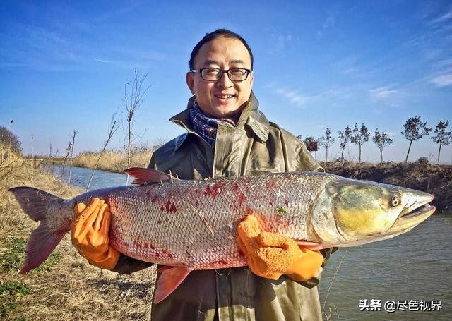 别再说“草鱼肚裆，青鱼尾”，我们将看一眼都没有了机会