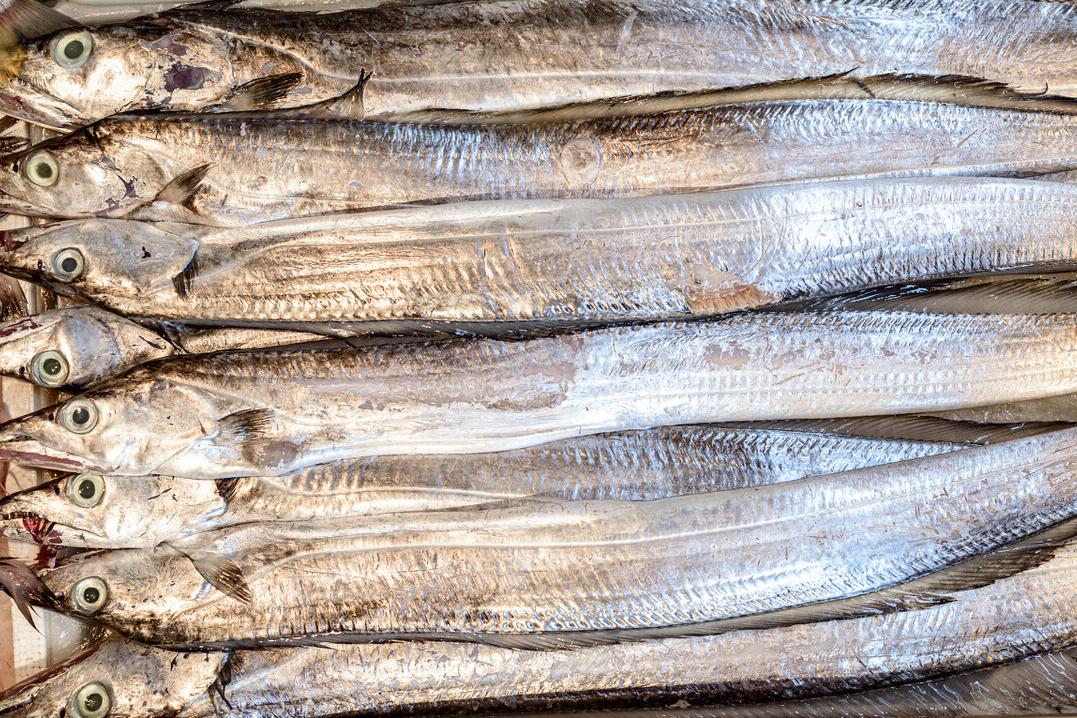 买带鱼是白霜多的好还是少的好,郑州海鲜市场带鱼怎么分辨好坏