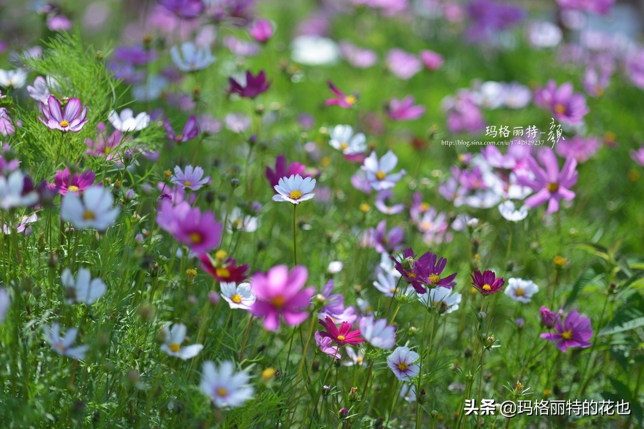 花园里四季常青的树,花园里四季都绿的植物