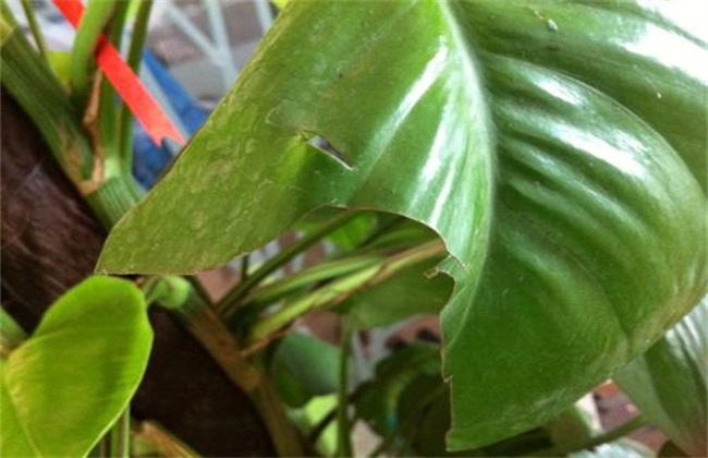 你家绿萝长势如何有没有爬满墙了,水培绿萝的叶子为什么卷曲不舒展