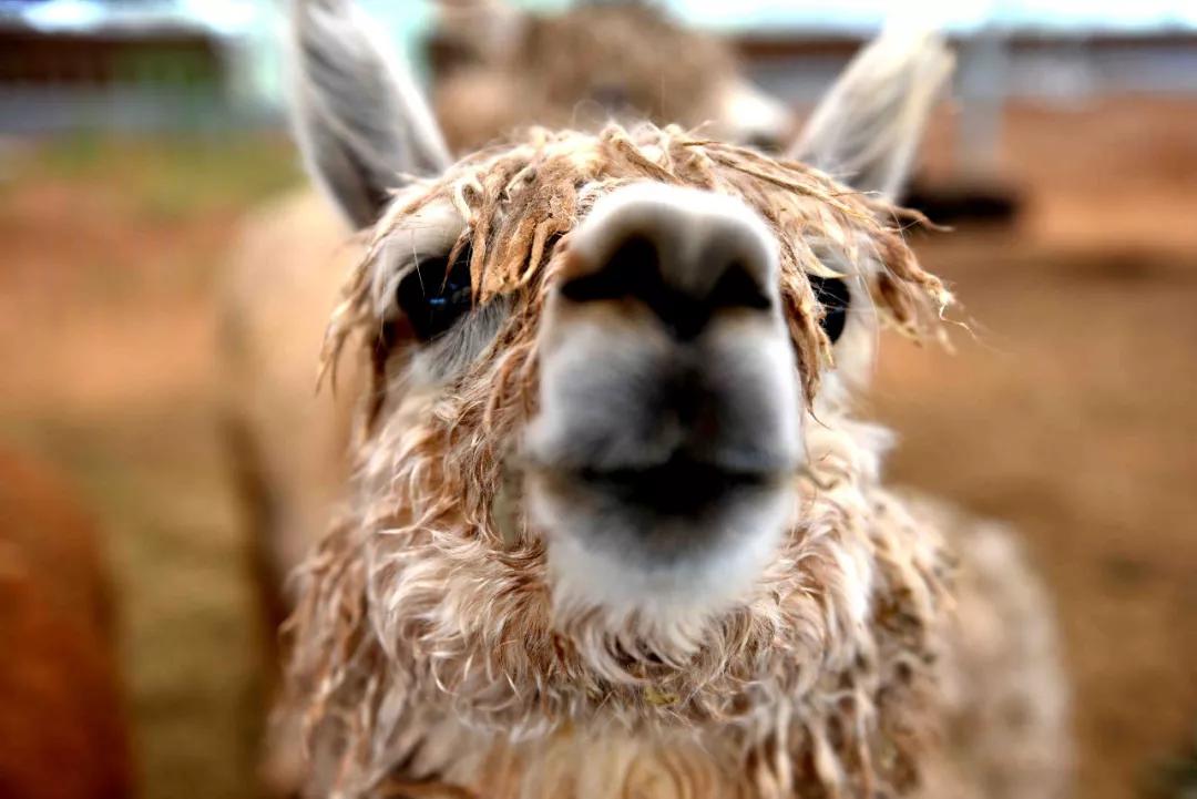 菏泽金山旅游度假区,菏泽金山旅游风景区