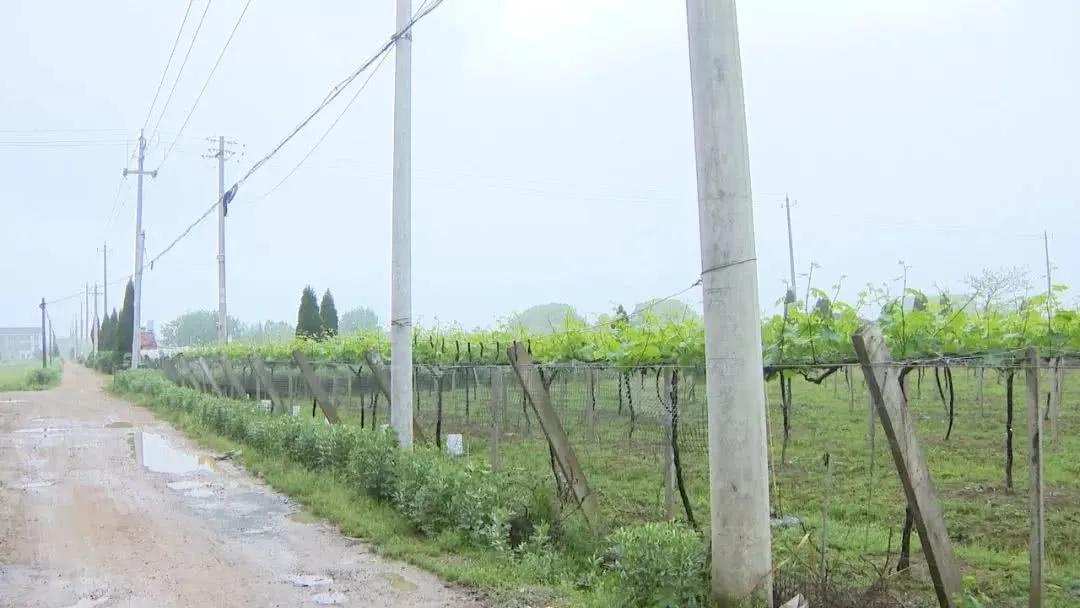 农田里栽电线杆子补偿多少,栽电杆占用农民的林地赔偿标准