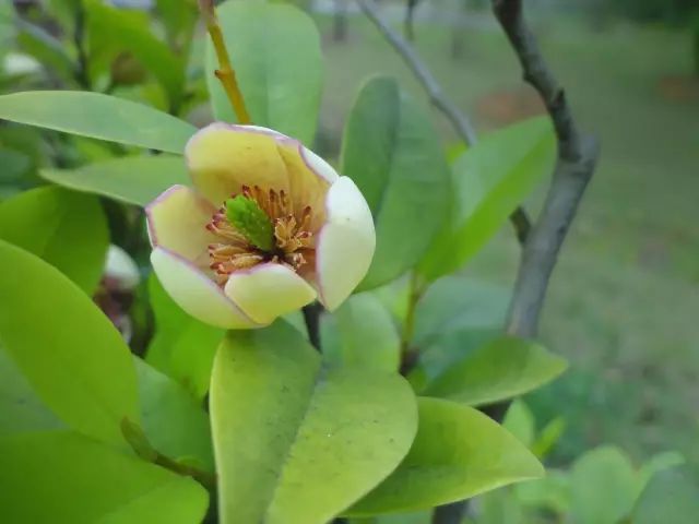 100种常见观叶植物图鉴史上最全,农村常见的100种植物