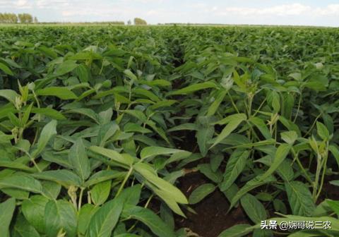 黑豆正确的营养价值和功效,黑豆营养价值特点及功效