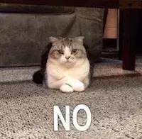 猫咪挑食该如何纠正,几招教你让猫咪不再挑食