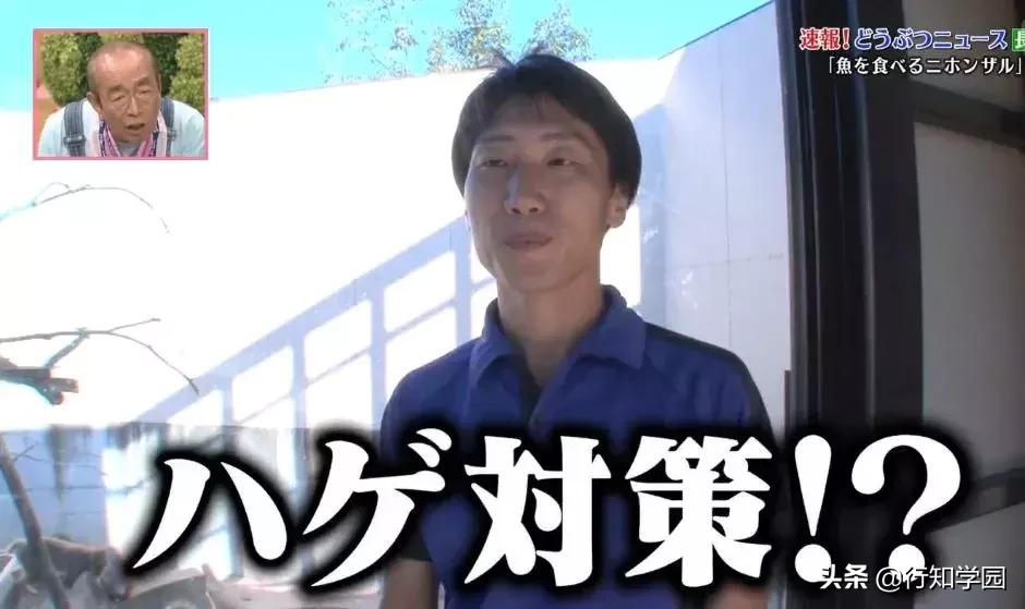 日本猕猴成功开启治疗头秃的大门,麻麻再也不用担心我的头发!