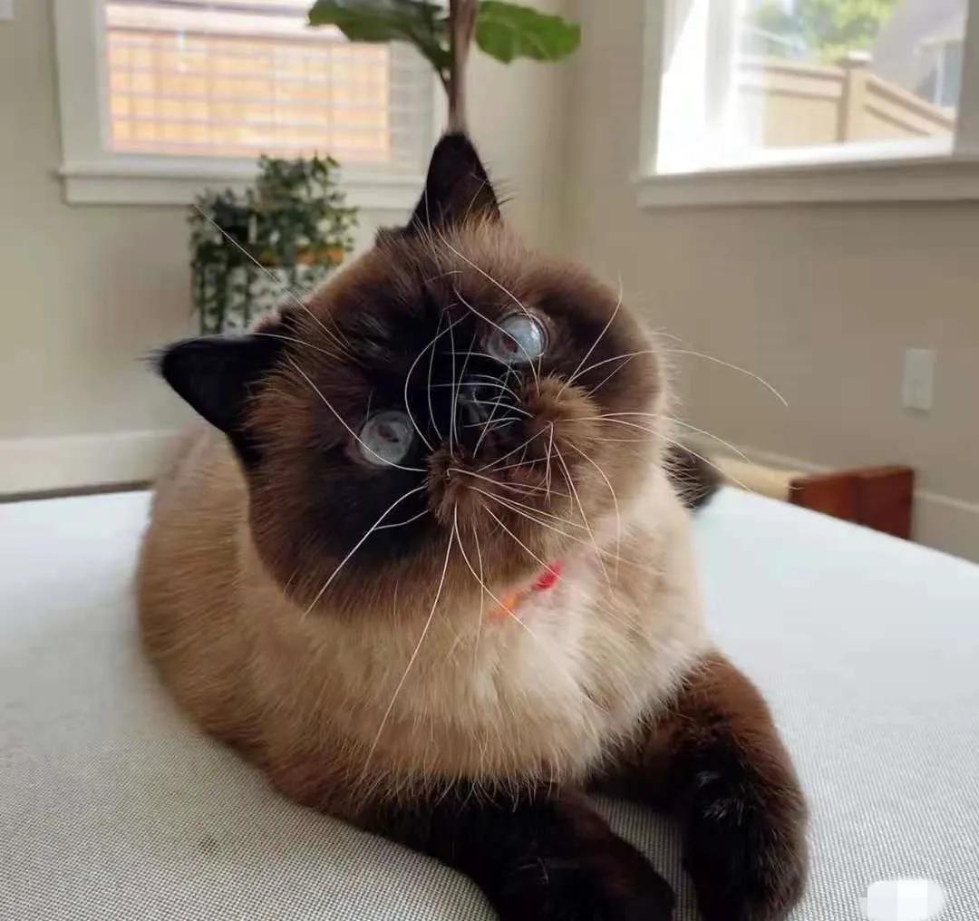 猫咪长了像胡子一样的毛 (为什么一个月多的猫咪毛发很凌乱)