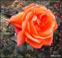 玫瑰的花语100句,一朵盛开的玫瑰花语