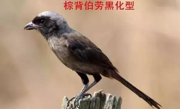 伯劳鸟饲养,没睁眼的伯劳怎样饲养