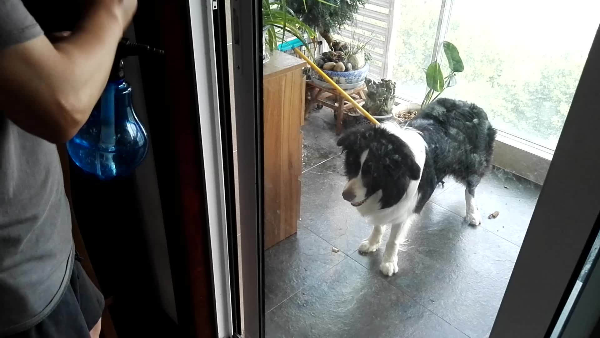 边境牧羊犬为什么不建议养,边牧与东德牧羊犬斗智斗勇