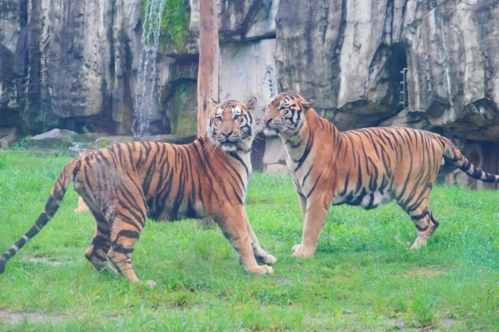 上海野生动物园真的值得去吗,上海野生动物园好玩吗值得去吗