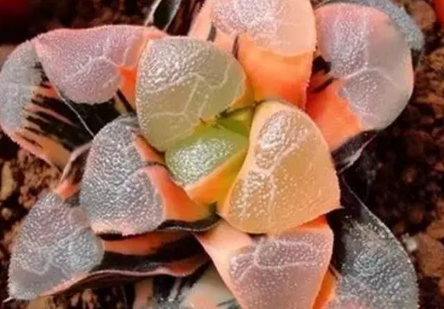 怎么能让多肉出锦,怎么让多肉出锦