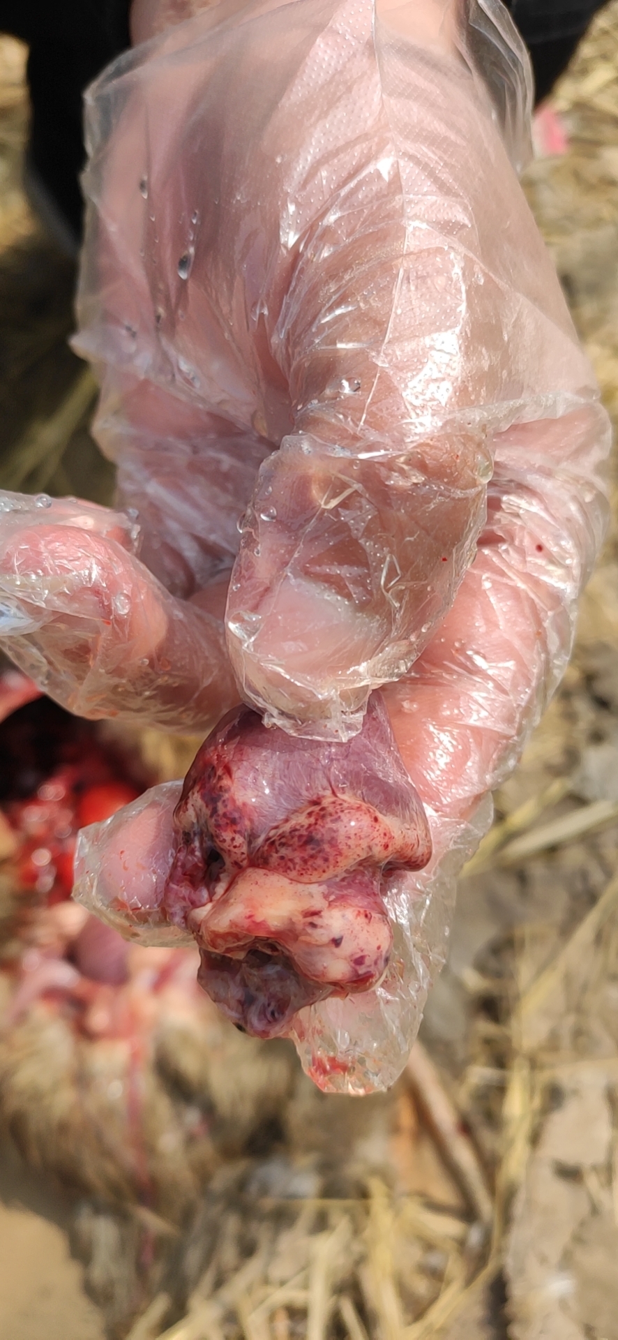 家禽疫病监测方案有哪些,家禽消毒杀菌用什么药