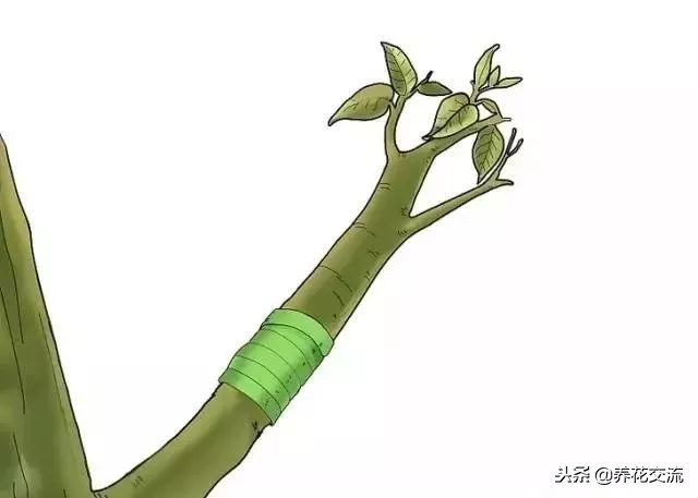 植物花卉嫁接需要用到的几个技巧，新手也能轻松学会