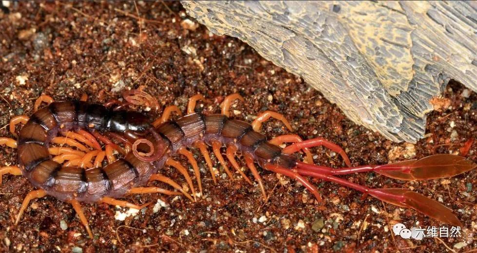 西非蜈蚣,西非的蜈蚣长什么样