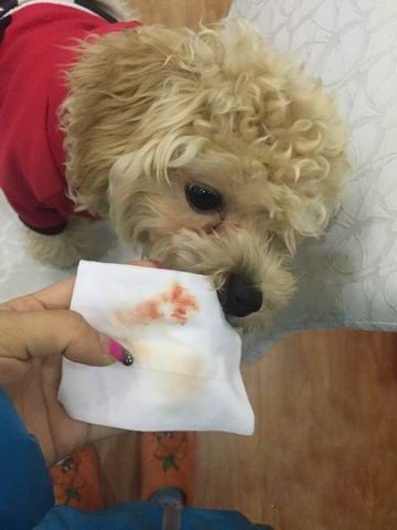 碰到狗狗的生理期我们该怎么办,第一次来生理期的狗狗