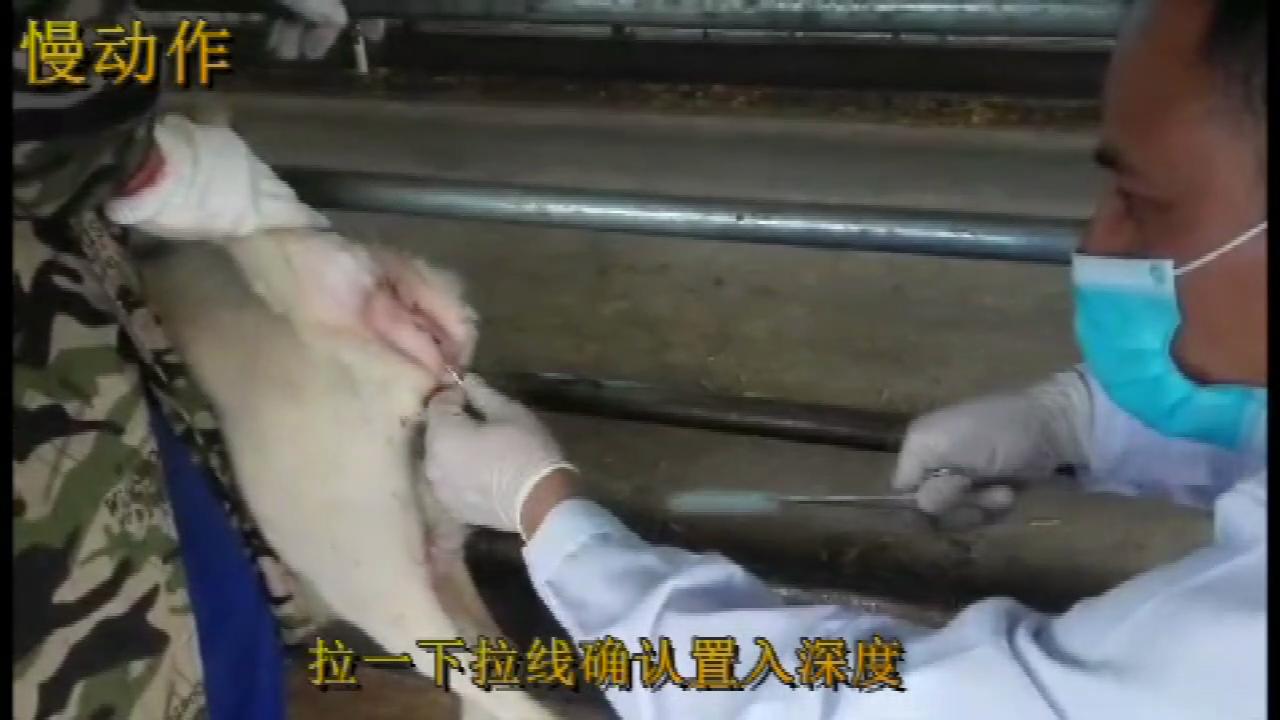 羊同期发情的第一天，主要的工作就是放栓。