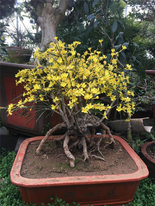 迎春花怎么养才能长得好看,迎春花怎么养才能更旺盛