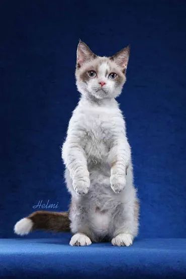 矮脚长毛大松尾拿破仑猫,长毛大尾巴拿破仑矮脚猫