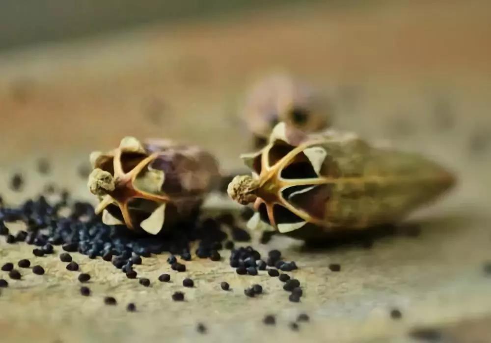 趣话瘾史:*片鸦**系列